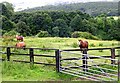 Horses in field off Smalewell Road