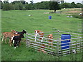 Calves in field