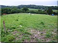 Towards Combley Farm