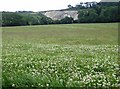 Meadow on Combley to Duxmore bridleway