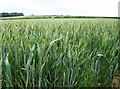 In the wheat