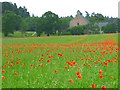 Poppies at Tornagrain