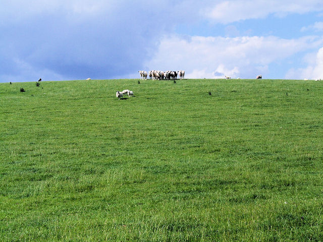 Cows atop Banner Hill