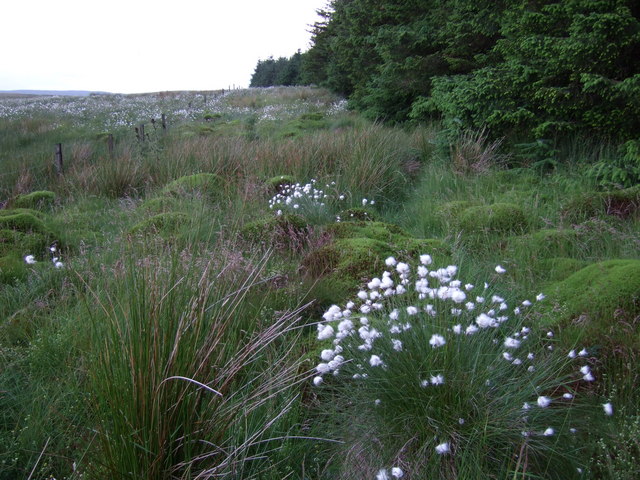 Cotton Grass and Peat Bog © Chris Upson cc-by-sa/2.0 :: Geograph ...