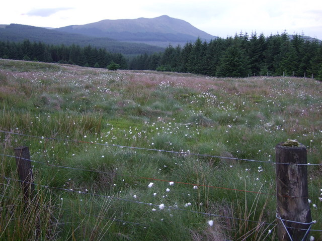 Peat Bog and Cotton Grass © Chris Upson cc-by-sa/2.0 :: Geograph ...