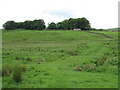 Track, rough pasture and copse south of Moss Kennels