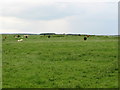 Pastures north of Stanegate near Grindon Hill