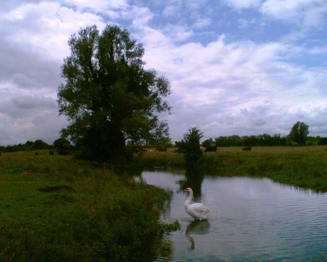 Willow and Swan on the River Hiz