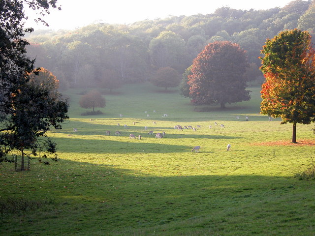 Deer grazing on the Ashton Court Estate