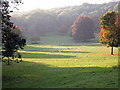 Deer grazing on the Ashton Court Estate