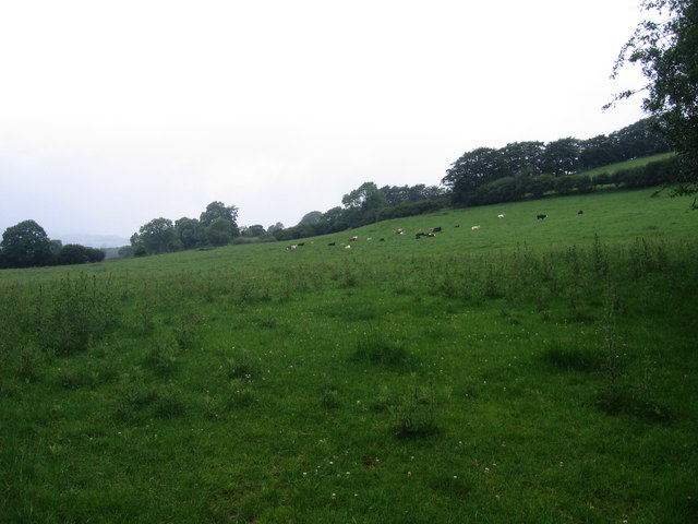 Gwartheg mewn cae ger Tyncelyn / Cattle in field near Tyncelyn