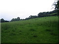 Gwartheg mewn cae ger Tyncelyn / Cattle in field near Tyncelyn