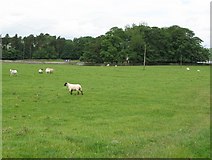 NY8168 : Track, pasture and copse near Beamwham by Mike Quinn
