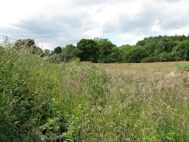 Meadow and wood around Caporiscleugh Burn