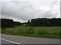 NZ3641 : Woodland close to Ludworth by Carol Rose