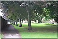 Purple Beech Trees, Applegarth