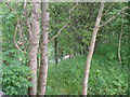 A bank of trees lead down to the countryside walk from the bridge