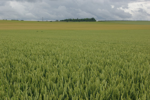 Farmland southeast of Swaffham Bulbeck
