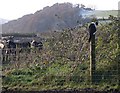 Cat on a Fencepost with Cattle