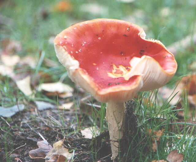 Fungus, Shakerley Mere, Cheshire