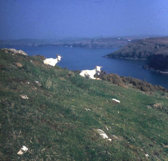 Goats on Doyden Point