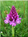 SU0541 : Pyramidal orchid by Andrew Smith