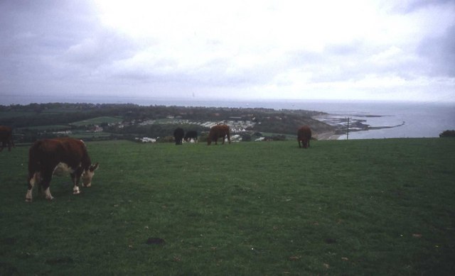 Cattle grazing on Culver Down
