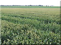 Suffolk wheatfields