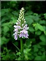 SK5243 : Common Spotted Orchid (Dactylorhiza fuchsii) by Lynne Kirton