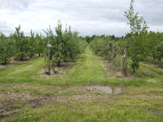 Apple orchards at Leavenheath