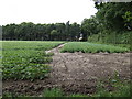 Potato field at Spicer