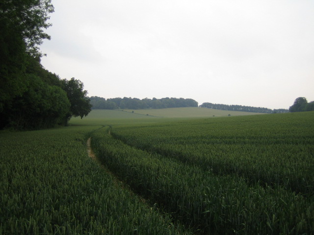 Field near Warren Farm, Buckholt