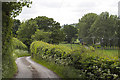 Country lane near Llyn Ebyr