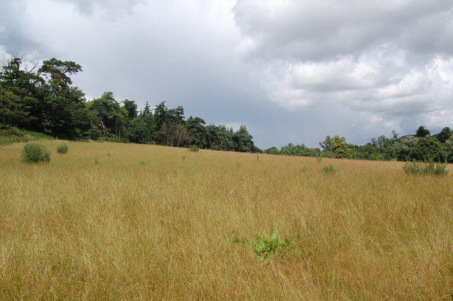 Grassland near Cliff Farm