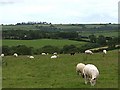 Grazing sheep near Treswithian