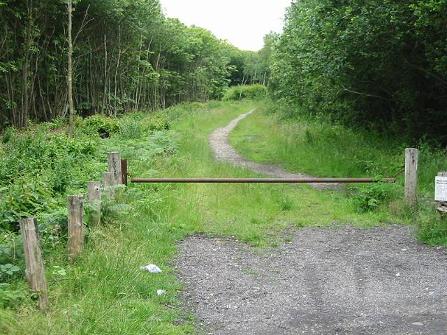 Track leading from car park through Thornden Wood