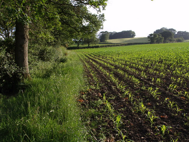 Maize field near Northay Farm