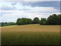 SU2041 : Farmland, Newton Tony by Andrew Smith