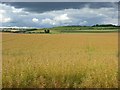 Oil-seed rape, Amesbury