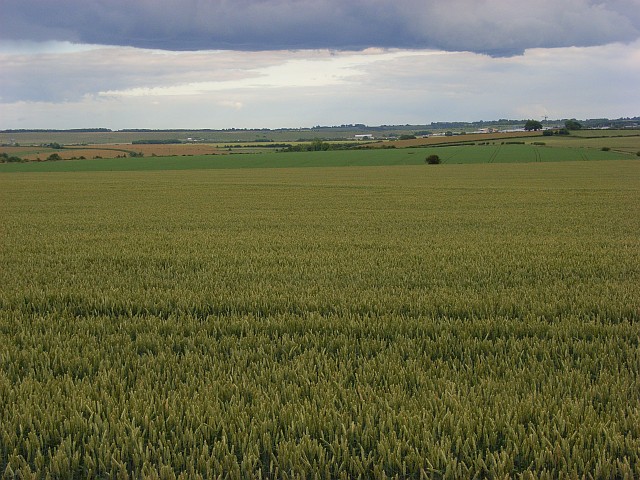 Farmland, Allington