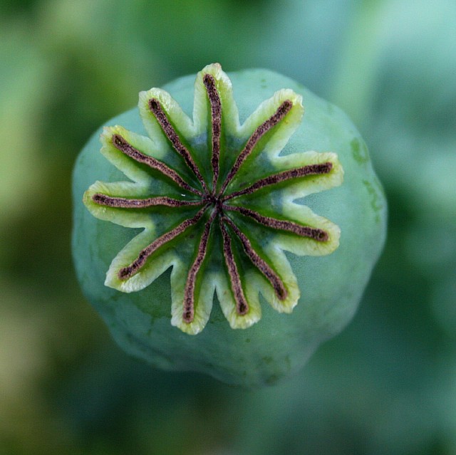 Ripening seed head of an opium poppy