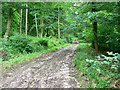 Track in Marshfield Wood