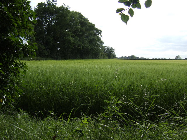 Field of barley between the Franshams