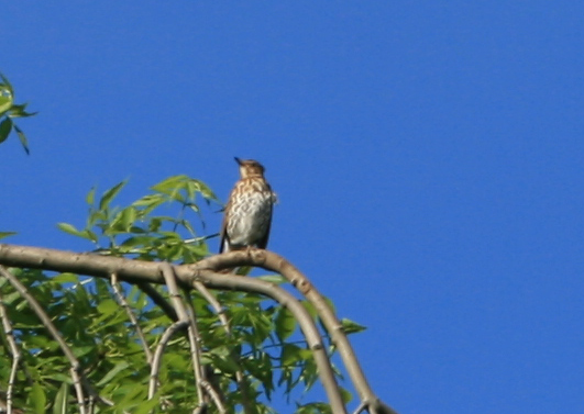 Thrush waiting on Weeping Ash at Middlewood Farm