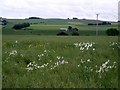 Rape field with daisies