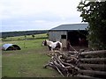 Ponies near Lodge Farm