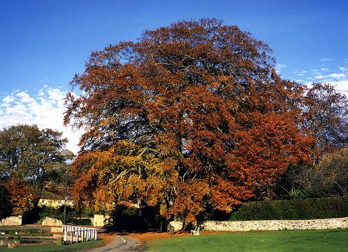 Brantingham Tree