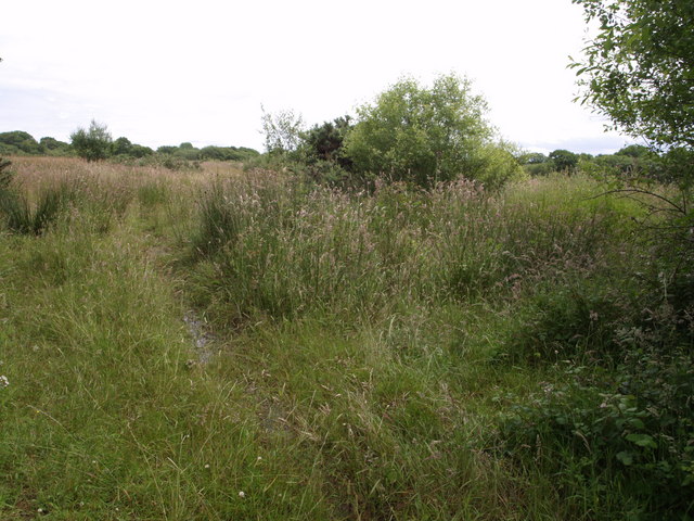 Venton Moor