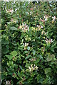 Honeysuckle