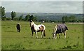 Horses in field off Priesthorpe Road